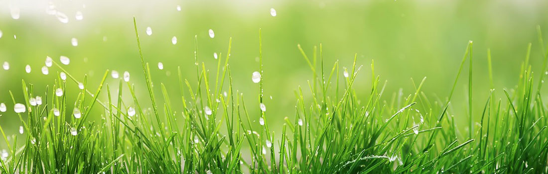 Keep Your Yard Healthy This Summer » Fallbrook Development